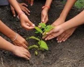 TN district to create world record by planting 6L tree saplings in 6 hrs