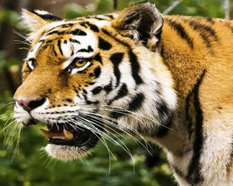 Tiger tests positive for coronavirus in New York