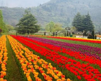 Tulip Garden, Srinagar