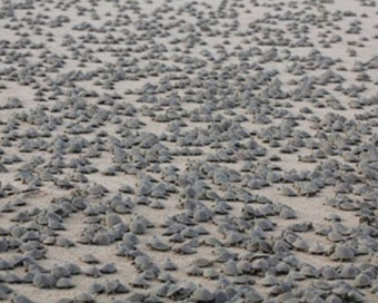 Thousands of Giant South American River turtle hatchlings 