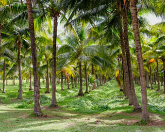 On World Coconut Day, Kerala looks to Centre to improve yield