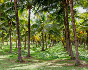 World Coconut Day