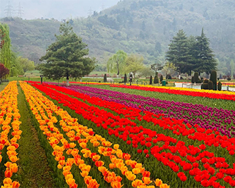 PICS: Majestic Tulip Garden in Jammu and Kashmir opens for tourists